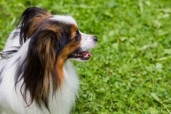 Papillon yeşil çimenlerin üzerinde olduğunu.