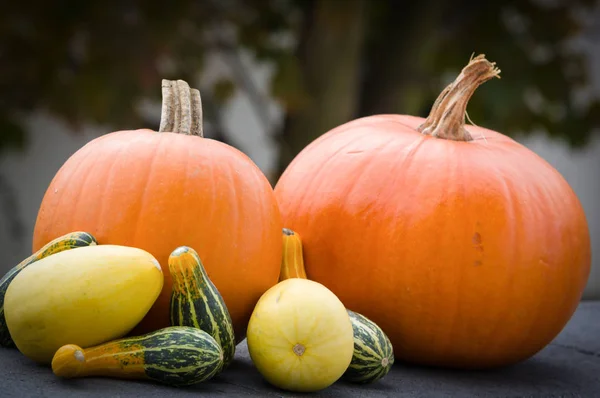 Various kinds of pumpkins exposed — Stock Photo, Image