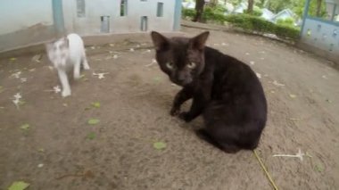 siyah ve beyaz kediler