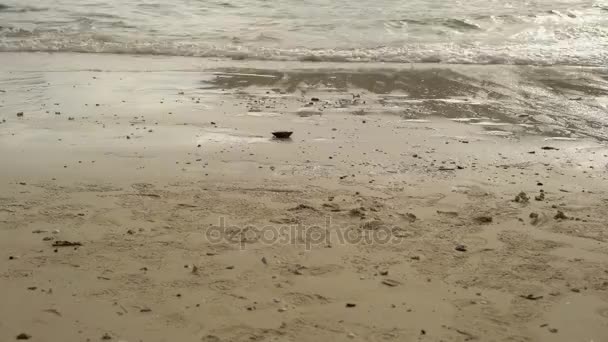 青いドレスのビーチで一人歩きの女性 — ストック動画