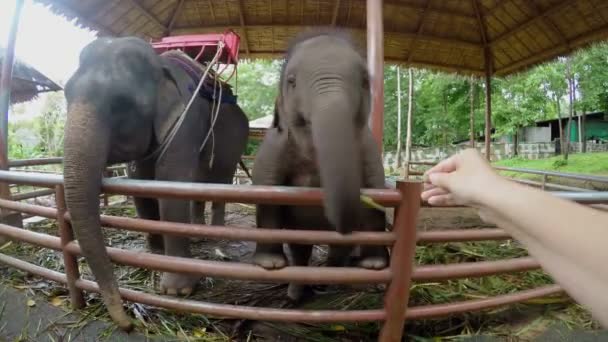 Mulher alimentando um elefante — Vídeo de Stock