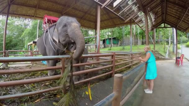 Mulher olhando para elefantes — Vídeo de Stock