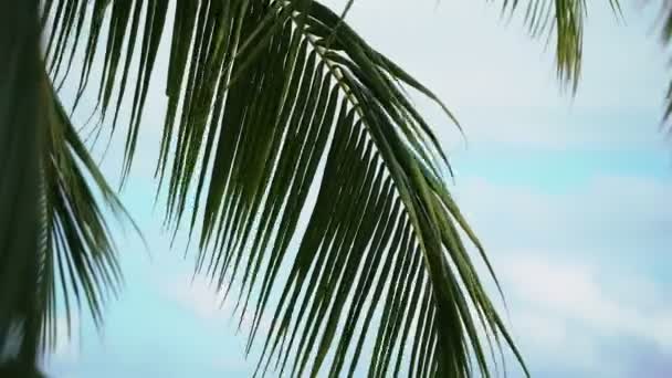 Palmier sur la plage tropicale — Video