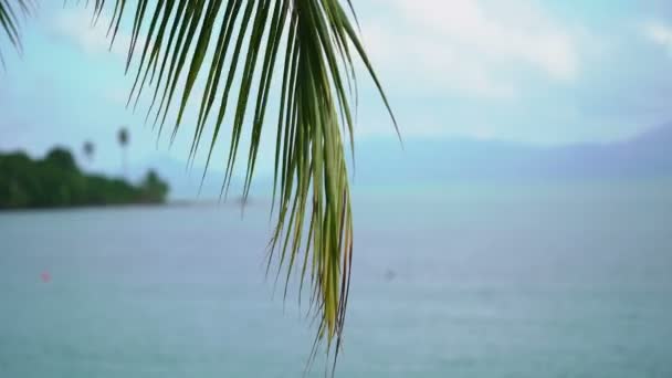 Palma en la playa tropical — Vídeos de Stock