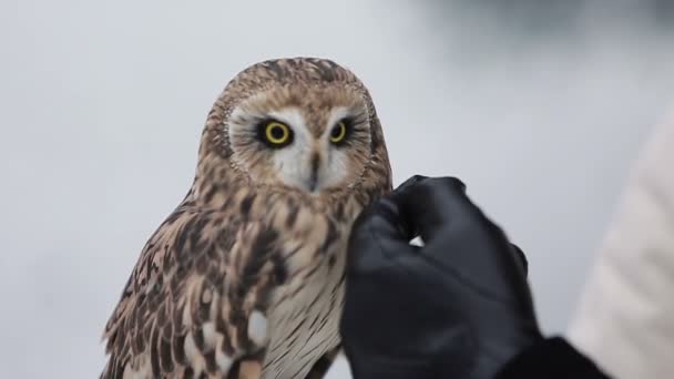 Owl in hands — Stock Video