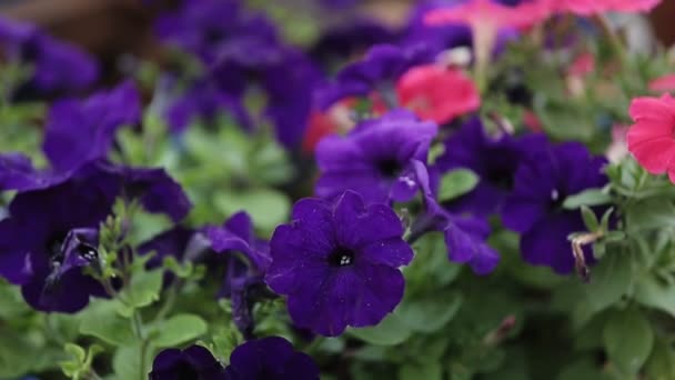 Flores violetas y rosas — Vídeos de Stock