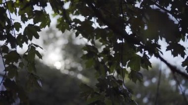 Ağaç dalları ve yaprakları arka ışık