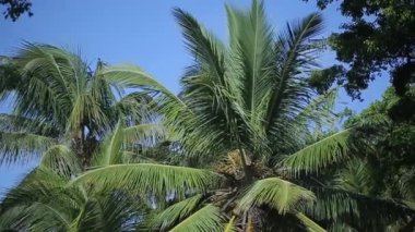 Tropik palmiye ağaçları