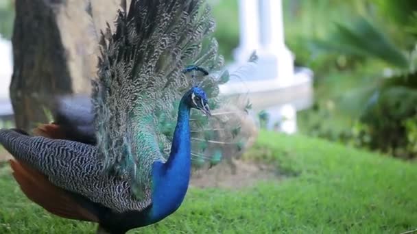 Peacock closeup skudt – Stock-video