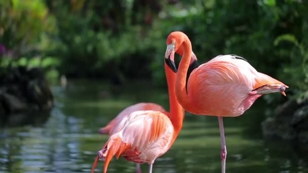 Nahaufnahme eines rosa Flamingos — Stockvideo