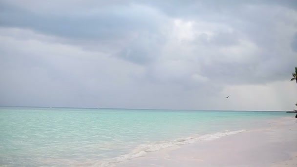 Caribbean sea nature — Stock Video