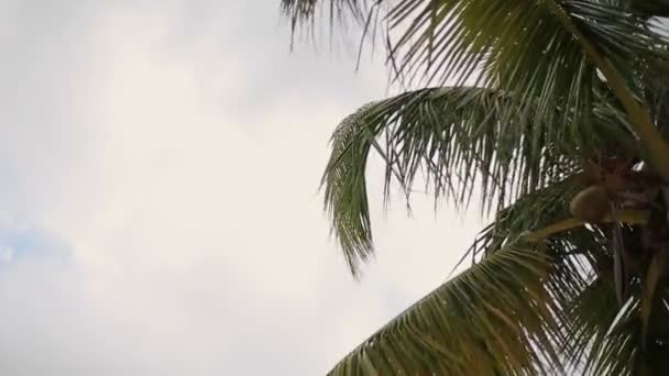 Кокосовые пальмы — стоковое видео