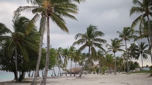 Caribisch strand natuur — Stockvideo