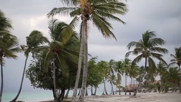 Mer des Caraïbes nature — Video