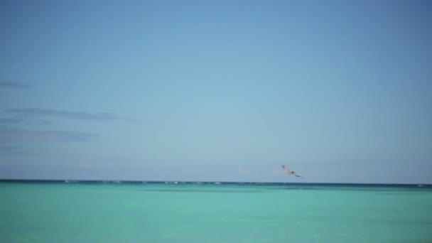 Pelican bird flying over the ocean — Stock Video