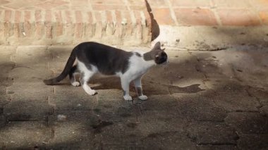 Cat şehir Sokak Tarih: