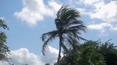 Rüzgarlı bir gün palmiye ağaçlarında