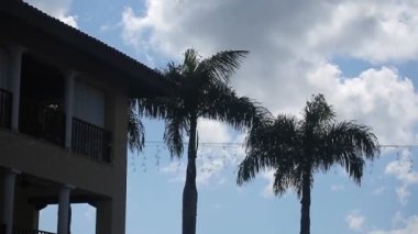 Bulutlu gün palmiye ağaçlarında