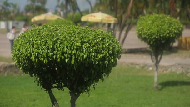 Дизайн сада красивые деревья — стоковое видео