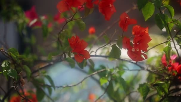 Červené květy ve městě — Stock video