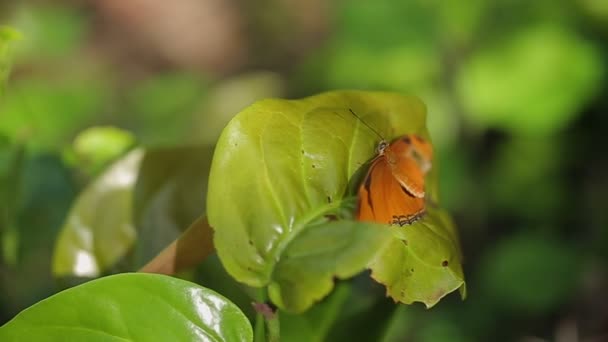Fluture portocaliu în grădină — Videoclip de stoc