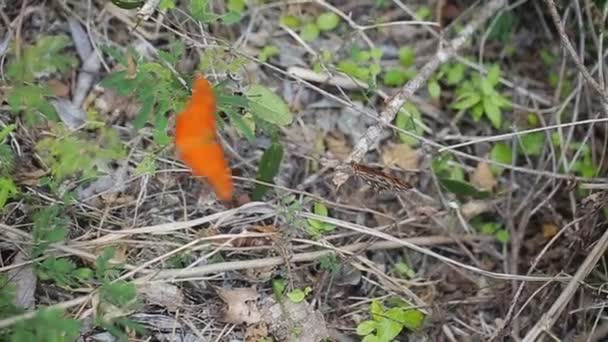 Papillon orange dans le jardin 