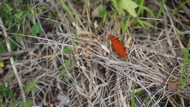 Mariposa naranja en el jardín — Vídeos de Stock