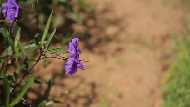 Красивые фиолетовые цветы — стоковое видео