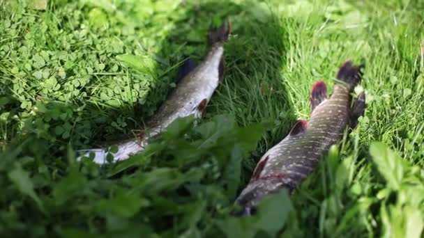 Dwa pickerel ryb — Wideo stockowe
