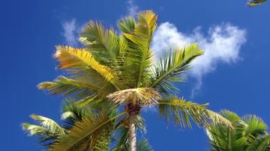 Hindistan cevizi palmiyesi