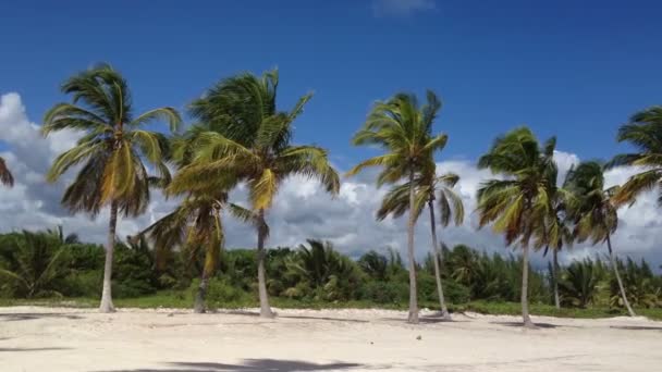Caribbean beach nature — Stock Video
