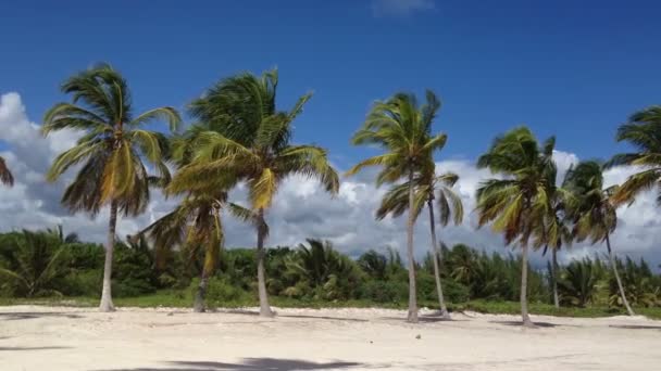 Caribisch strand natuur — Stockvideo