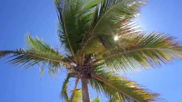 Palmera de coco — Vídeo de stock
