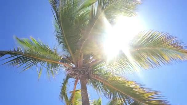 Coconut palm tree — Stock Video