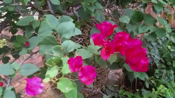 Usine de fleurs rouges — Video