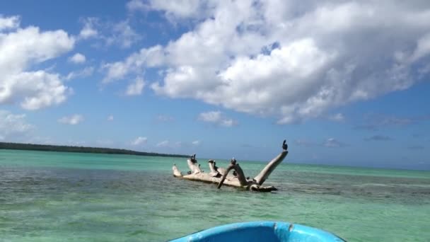 Hakenbaum im Meer mit vielen Vögeln — Stockvideo