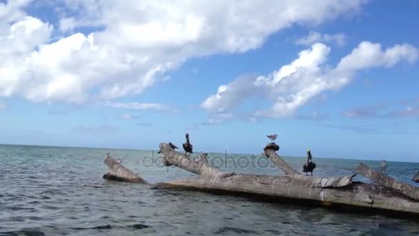 Hakenbaum im Meer mit vielen Vögeln — Stockvideo