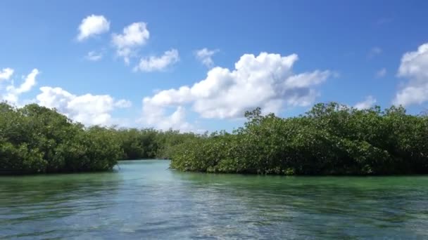 Árbol de manglar en un mar — Vídeo de stock