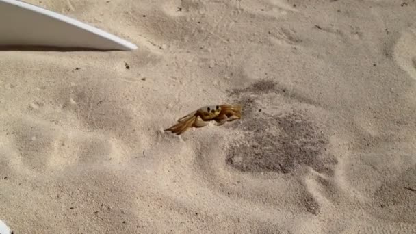 Crab running on a beach — Stock Video