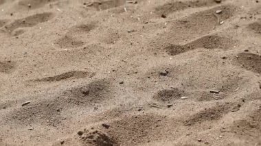 Bir plajda çalışan genç güzel Çift