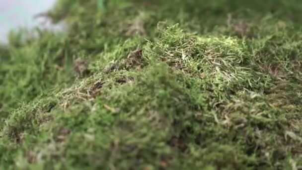 Décorateur travaillant avec de la mousse 