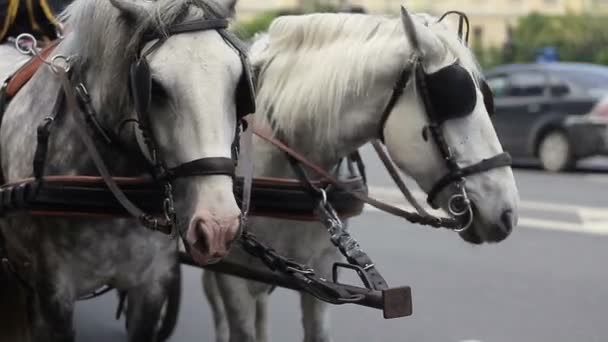 Two white horses with carriage — Stock Video