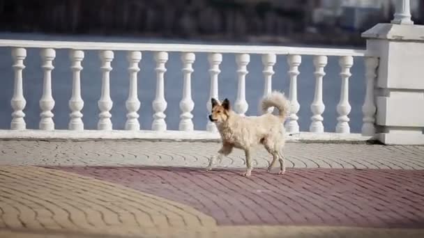Pes běží na ulici — Stock video