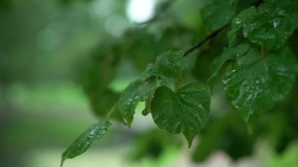 Hojas húmedas de árbol después de la lluvia — Vídeo de stock