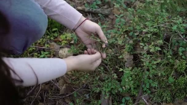 Jovem mulher coletando mirtilos — Vídeo de Stock