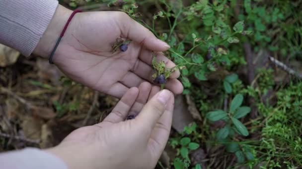 Mujer joven recogiendo arándanos — Vídeo de stock