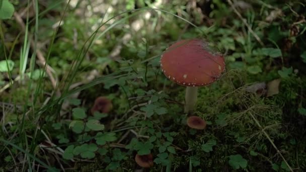 Red mushroom in forest — Stock Video