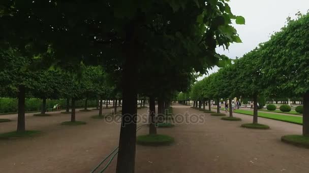 Steadicam tiro de árboles en el parque — Vídeo de stock