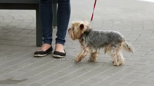 Mujer caminando con perro atado con una correa — Vídeos de Stock