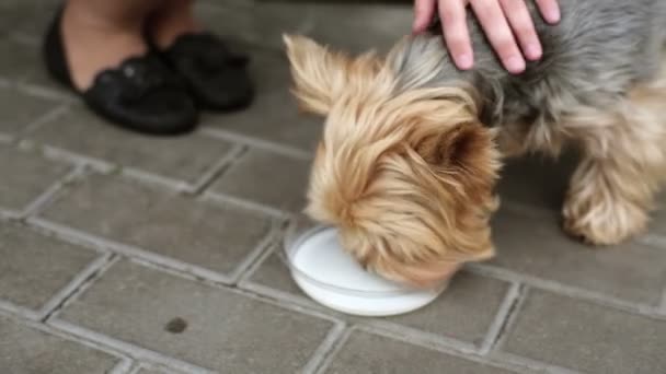 Pequeño perro beber leche — Vídeo de stock